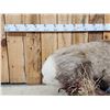 Image 2 : Monster Colorado Rocky Mountain Bighorn Sheep Full Body Taxidermy Mount
