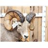 Image 3 : Monster Colorado Rocky Mountain Bighorn Sheep Full Body Taxidermy Mount