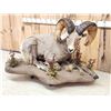 Image 4 : Monster Colorado Rocky Mountain Bighorn Sheep Full Body Taxidermy Mount