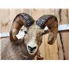 Image 5 : Monster Colorado Rocky Mountain Bighorn Sheep Full Body Taxidermy Mount