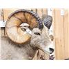 Image 6 : Monster Colorado Rocky Mountain Bighorn Sheep Full Body Taxidermy Mount