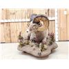 Image 7 : Monster Colorado Rocky Mountain Bighorn Sheep Full Body Taxidermy Mount