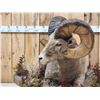 Image 8 : Monster Colorado Rocky Mountain Bighorn Sheep Full Body Taxidermy Mount