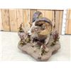 Image 9 : Monster Colorado Rocky Mountain Bighorn Sheep Full Body Taxidermy Mount