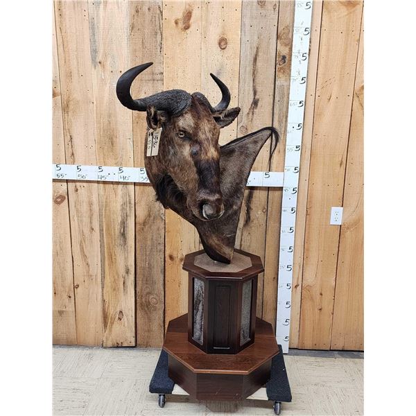 African Blonde Wildebeest Pedestal Taxidermy Mount
