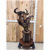 Image 1 : African Blonde Wildebeest Pedestal Taxidermy Mount