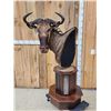 Image 2 : African Blonde Wildebeest Pedestal Taxidermy Mount