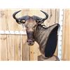 Image 3 : African Blonde Wildebeest Pedestal Taxidermy Mount
