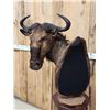 Image 4 : African Blonde Wildebeest Pedestal Taxidermy Mount