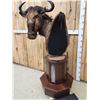 Image 5 : African Blonde Wildebeest Pedestal Taxidermy Mount