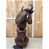 Image 6 : African Blonde Wildebeest Pedestal Taxidermy Mount