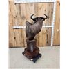 Image 7 : African Blonde Wildebeest Pedestal Taxidermy Mount