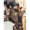 Image 8 : African Blonde Wildebeest Pedestal Taxidermy Mount