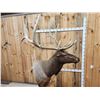 Image 10 : Gorgeous 6x6 Elk Pedestal Taxidermy Mount