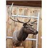 Image 11 : Gorgeous 6x6 Elk Pedestal Taxidermy Mount