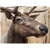 Image 12 : Gorgeous 6x6 Elk Pedestal Taxidermy Mount