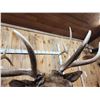 Image 13 : Gorgeous 6x6 Elk Pedestal Taxidermy Mount