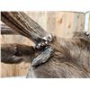 Image 14 : Gorgeous 6x6 Elk Pedestal Taxidermy Mount