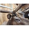 Image 15 : Gorgeous 6x6 Elk Pedestal Taxidermy Mount