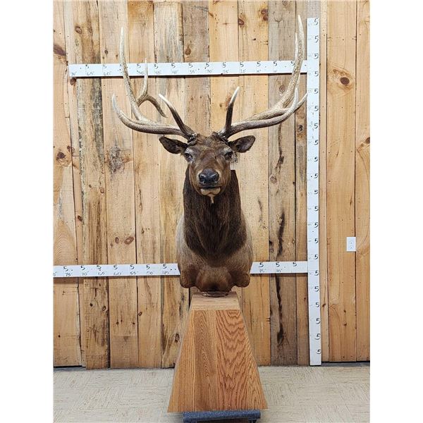 Gorgeous 6x6 Elk Pedestal Taxidermy Mount