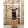 Image 1 : Gorgeous 6x6 Elk Pedestal Taxidermy Mount