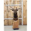 Image 2 : Gorgeous 6x6 Elk Pedestal Taxidermy Mount