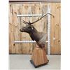 Image 3 : Gorgeous 6x6 Elk Pedestal Taxidermy Mount
