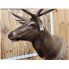 Image 4 : Gorgeous 6x6 Elk Pedestal Taxidermy Mount