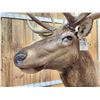 Image 5 : Gorgeous 6x6 Elk Pedestal Taxidermy Mount
