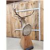 Image 6 : Gorgeous 6x6 Elk Pedestal Taxidermy Mount