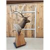 Image 9 : Gorgeous 6x6 Elk Pedestal Taxidermy Mount
