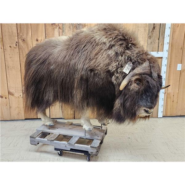 Nice Musk Ox Full Body Taxidermy Mount