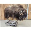 Image 1 : Nice Musk Ox Full Body Taxidermy Mount