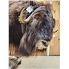 Image 2 : Nice Musk Ox Full Body Taxidermy Mount