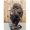 Image 3 : Nice Musk Ox Full Body Taxidermy Mount
