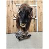 Image 4 : Nice Musk Ox Full Body Taxidermy Mount