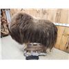 Image 5 : Nice Musk Ox Full Body Taxidermy Mount