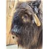 Image 6 : Nice Musk Ox Full Body Taxidermy Mount