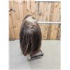 Image 7 : Nice Musk Ox Full Body Taxidermy Mount
