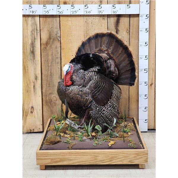 1rst In A Series Of 4 Grand Slam Turkeys Bird Taxidermy