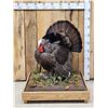 Image 1 : 1rst In A Series Of 4 Grand Slam Turkeys Bird Taxidermy