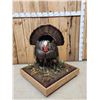 Image 2 : 1rst In A Series Of 4 Grand Slam Turkeys Bird Taxidermy