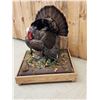 Image 3 : 1rst In A Series Of 4 Grand Slam Turkeys Bird Taxidermy