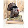 Image 4 : 1rst In A Series Of 4 Grand Slam Turkeys Bird Taxidermy