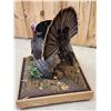 Image 5 : 1rst In A Series Of 4 Grand Slam Turkeys Bird Taxidermy