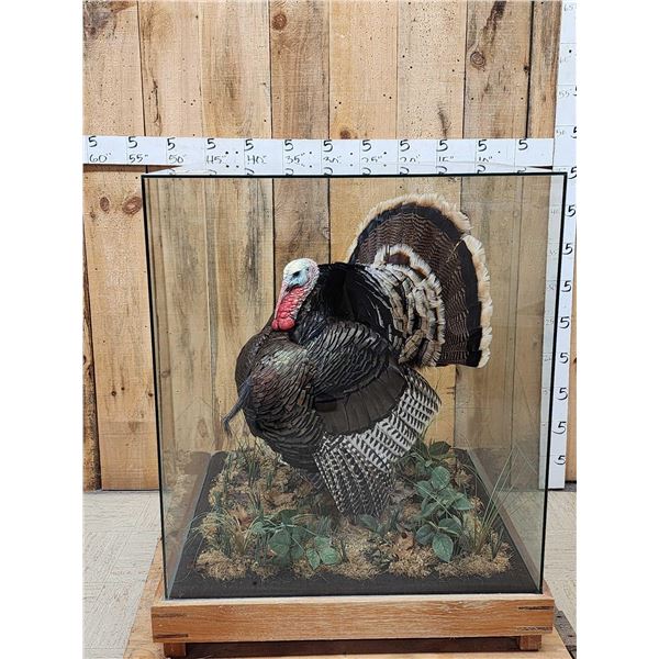 2nd In The Series Of 4 Grand Slam Turkeys to be sold consecutively Bird Taxidermy