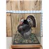 Image 1 : 2nd In The Series Of 4 Grand Slam Turkeys to be sold consecutively Bird Taxidermy