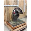 Image 2 : 2nd In The Series Of 4 Grand Slam Turkeys to be sold consecutively Bird Taxidermy