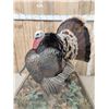 Image 4 : 2nd In The Series Of 4 Grand Slam Turkeys to be sold consecutively Bird Taxidermy