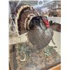Image 5 : 2nd In The Series Of 4 Grand Slam Turkeys to be sold consecutively Bird Taxidermy